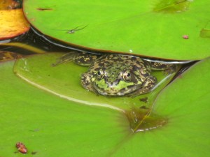 Gertrude the Green Frog