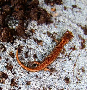Ensinata? Salamander